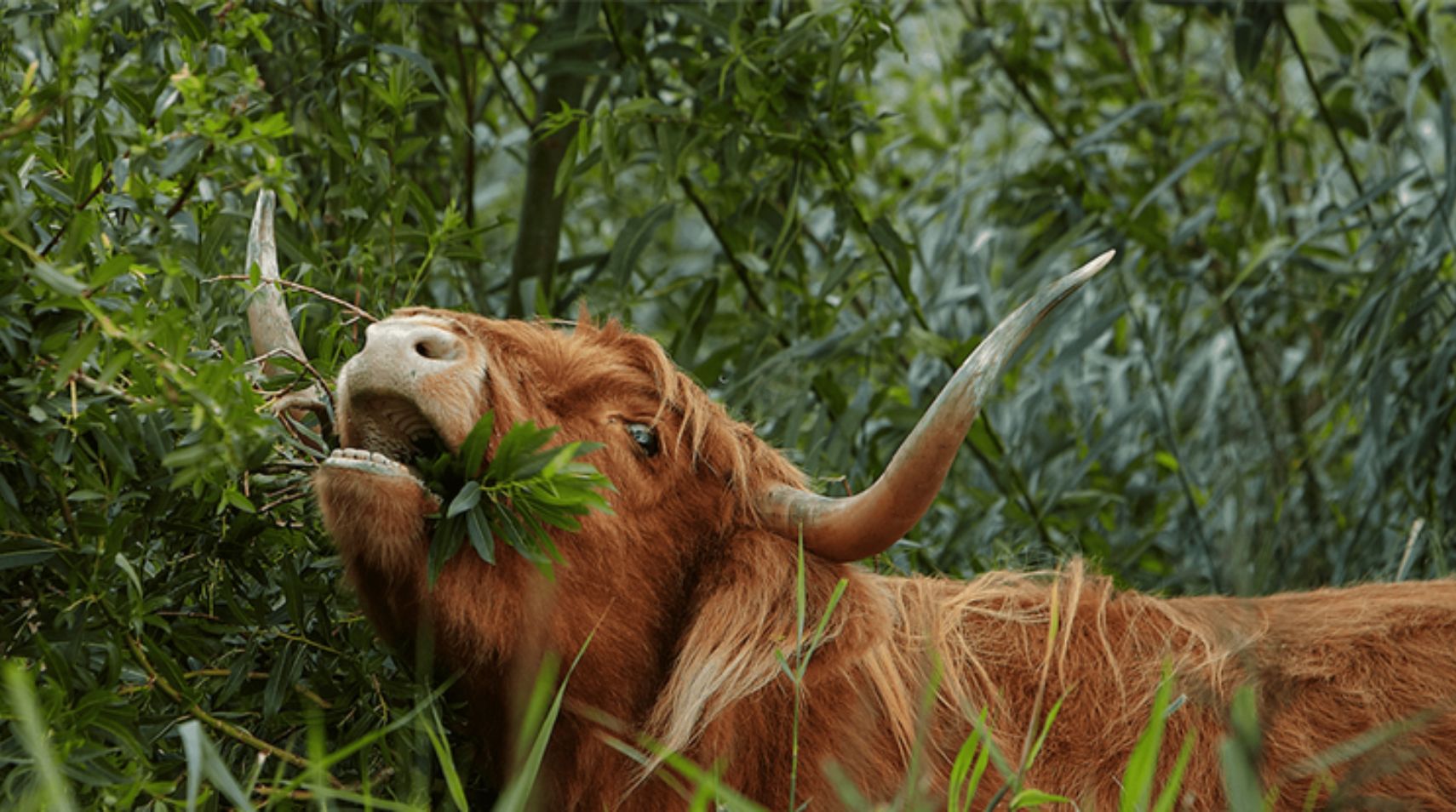 Schotse Hooglanders