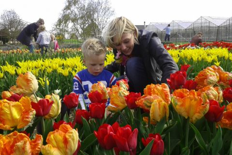 Tulpen plukken