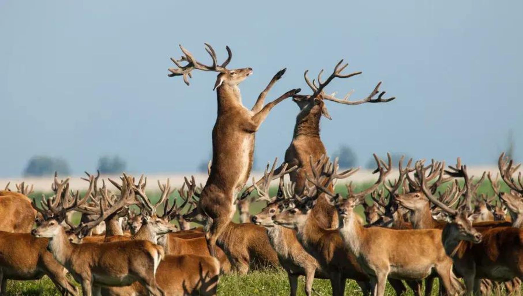 Oostvaardersplassen