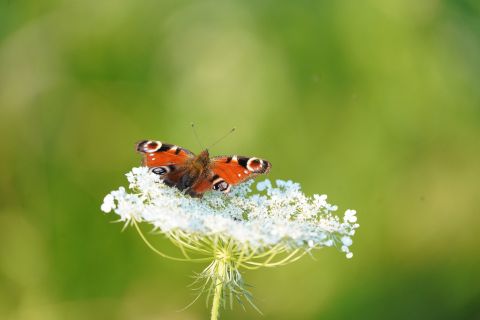 Een vlinder op een bloem